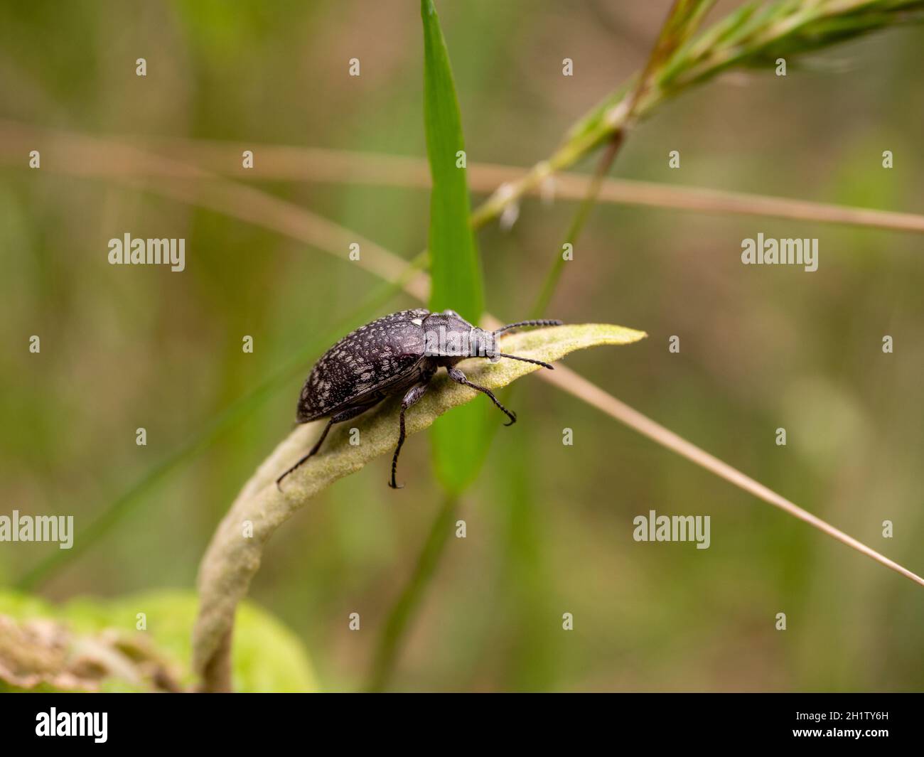 Ein Weevil auf einem Grasstamm in Victoria, Australien Stockfoto