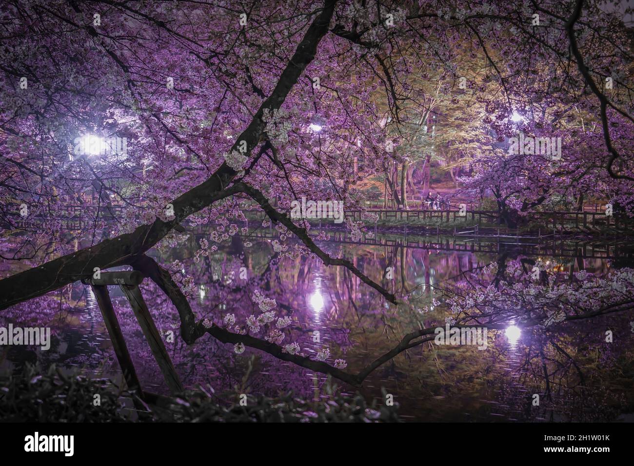 Kirschblüten des Inokashira Parks. Aufnahmeort: Metropolregion Tokio Stockfoto