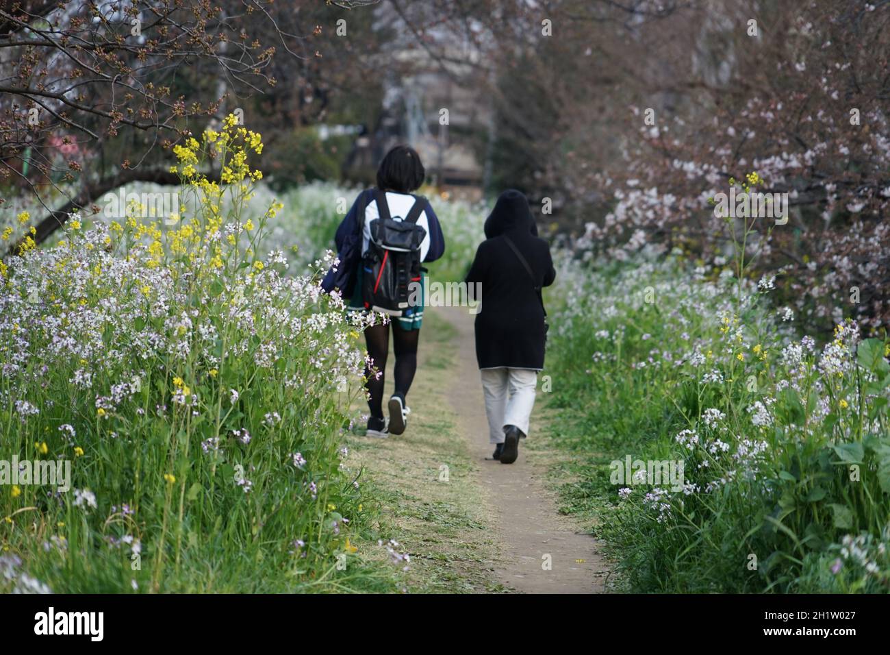 Bild von Spring Trail. Aufnahmeort: Metropolregion Tokio Stockfoto