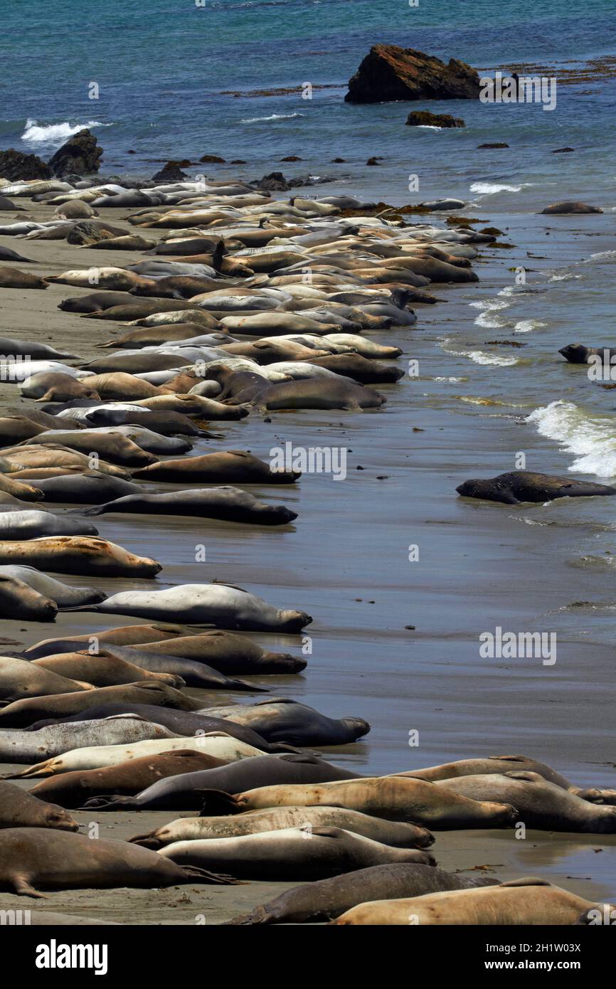 Northern Elephant Seals, Piedras Blancas Elefantenrobben Rookery, Pacific Coast Highway, in der Nähe von San Simeon, Central Coast, California, USA Stockfoto