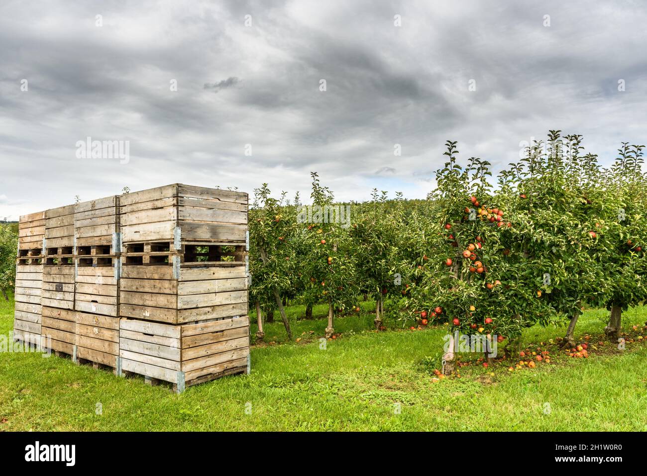 Apfelgarten, Kisten bereit für die Apfelernte, Hagnau am Bodensee, Bodensee-Kreis, Baden-Württemberg, Deutschland Stockfoto