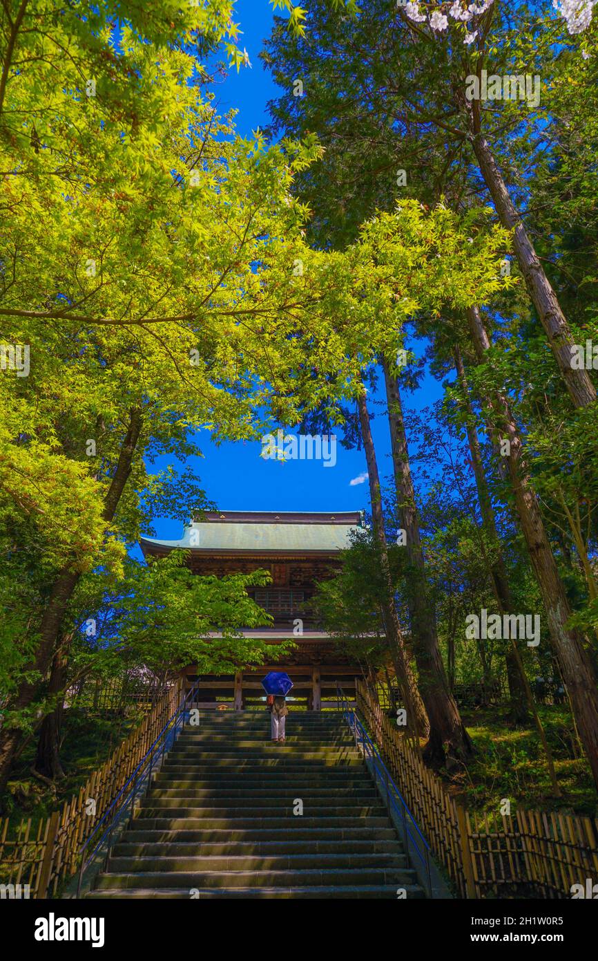 Engakuji der vollen Blüte des Kirschbaumes (Kamakura, Präfektur Kanagawa). Aufnahmeort: Kamakura, Präfektur Kanagawa Stockfoto