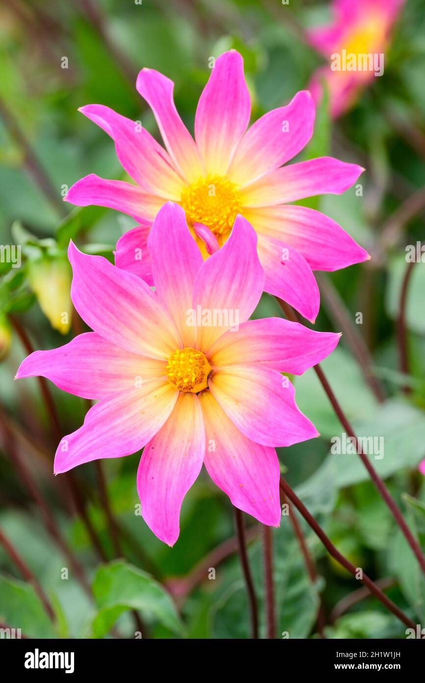 Einblütige Sorte, Dahlia 'Bright Eyes'. Lila-rosa Blüten in der Mitte zu gelb verblassen. Stockfoto