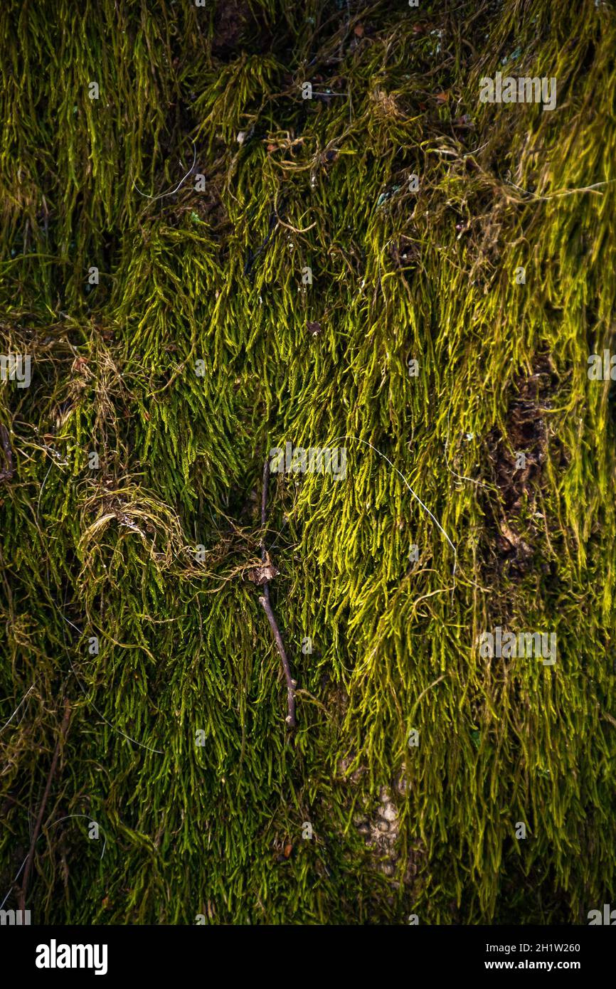 Nahaufnahme des grünen Moos auf dem Baum. Schöner Naturhintergrund Stockfoto