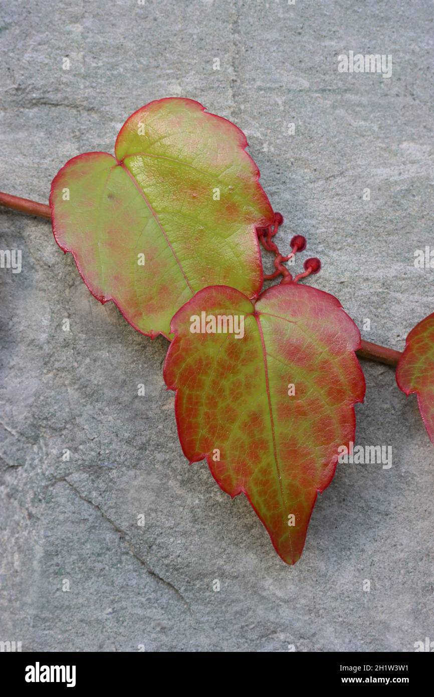 Nahaufnahme von zwei schönen herbstlich gefärbten Blättern der Kletterpflanze Parthenocissus, die an einer grauen Wandwand haften Stockfoto