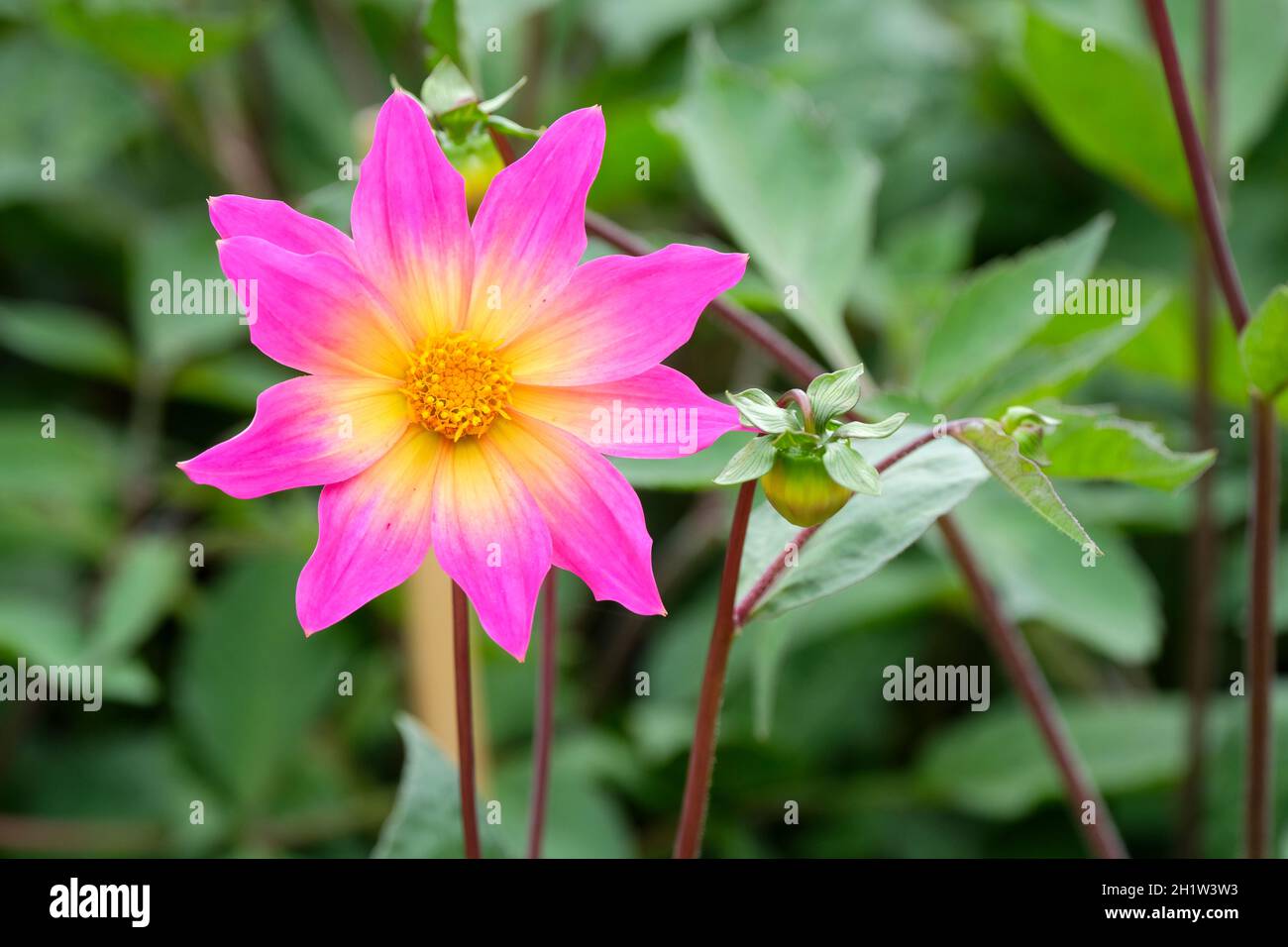 Einblütige Sorte, Dahlia 'Bright Eyes'. Lila-rosa Blüten in der Mitte zu gelb verblassen. Stockfoto
