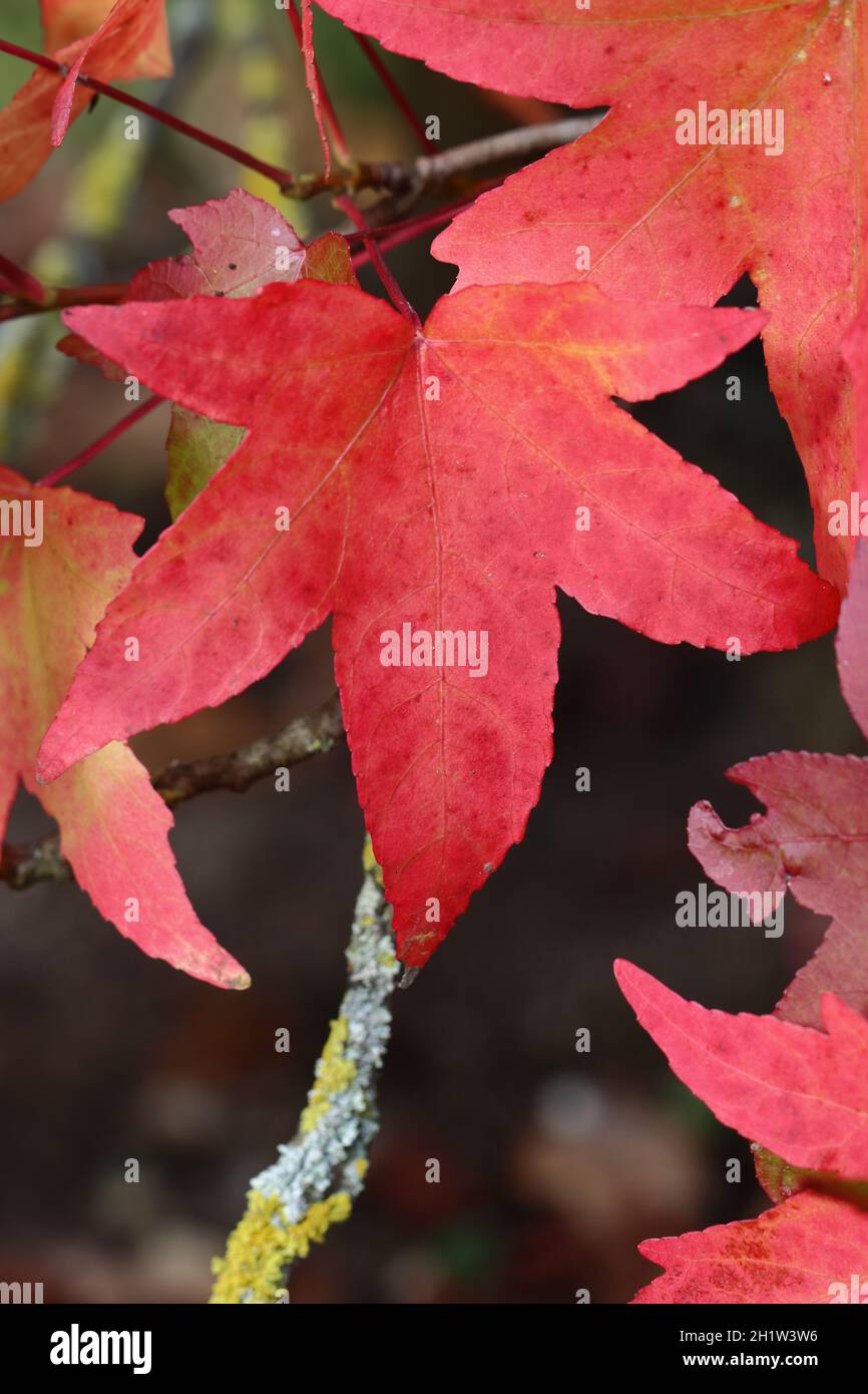 Nahaufnahme eines schönen roten Ahornblatts mit herbstlicher Färbung, die sanft im Sonnenlicht schimmert Stockfoto