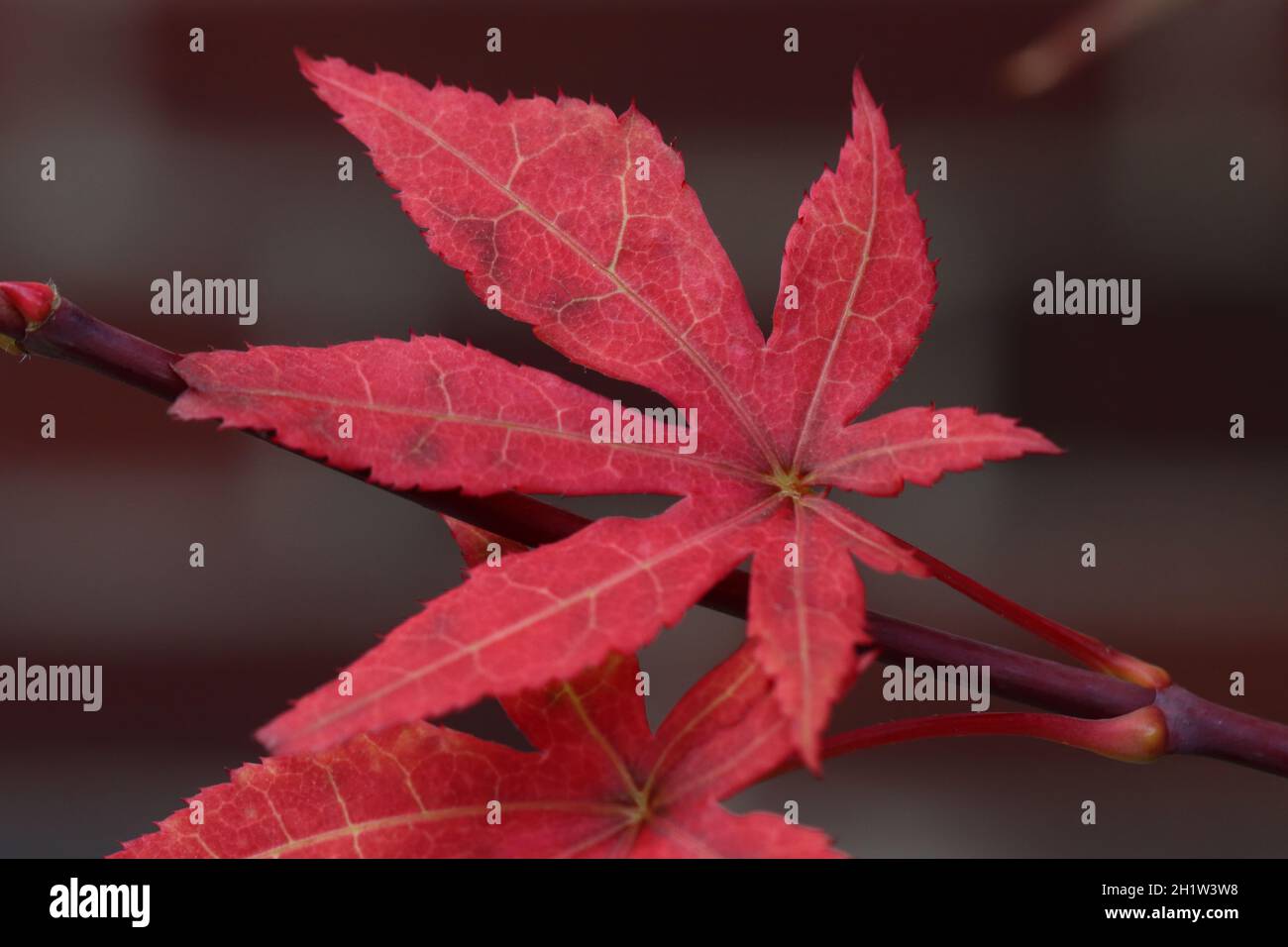 Nahaufnahme eines herbstlich gefärbten, hübschen roten Blattes vom japanischen Ahornbaum Stockfoto