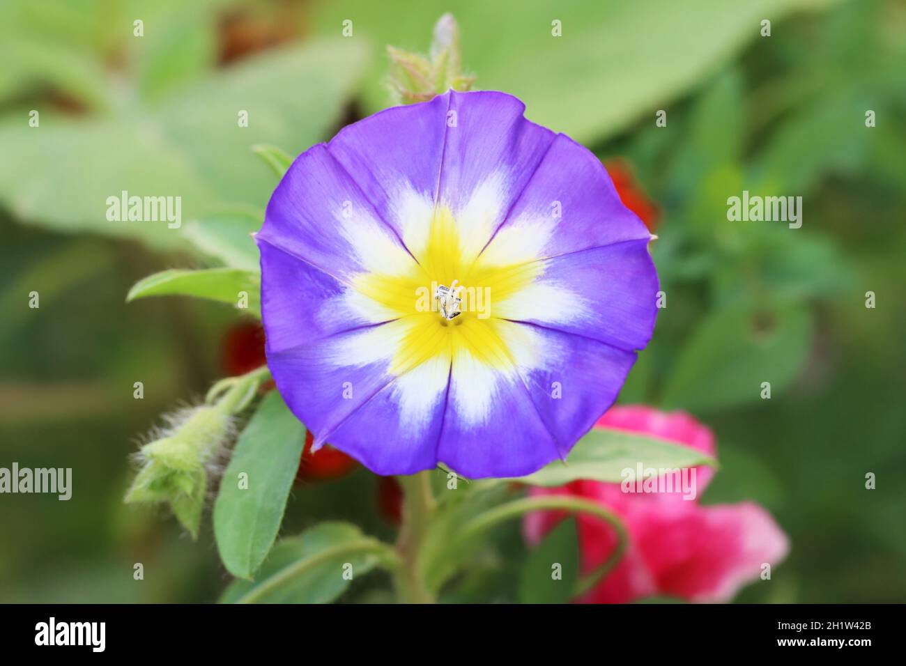 Die schöne Blüte eines leuchtend blauen Convolvulus tricolor hat sich im Sonnenlicht geöffnet, Nahaufnahme, verschwommener Hintergrund, Blick von oben Stockfoto