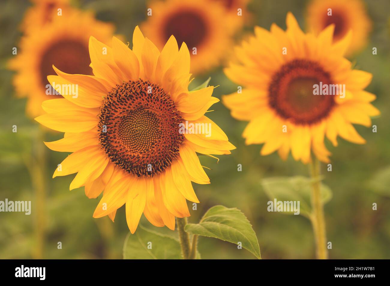 Schöner Sonnenblumenkopf blüht auf dem Feld, kultivierte Pflanzen Plantage, selektiver Fokus Stockfoto