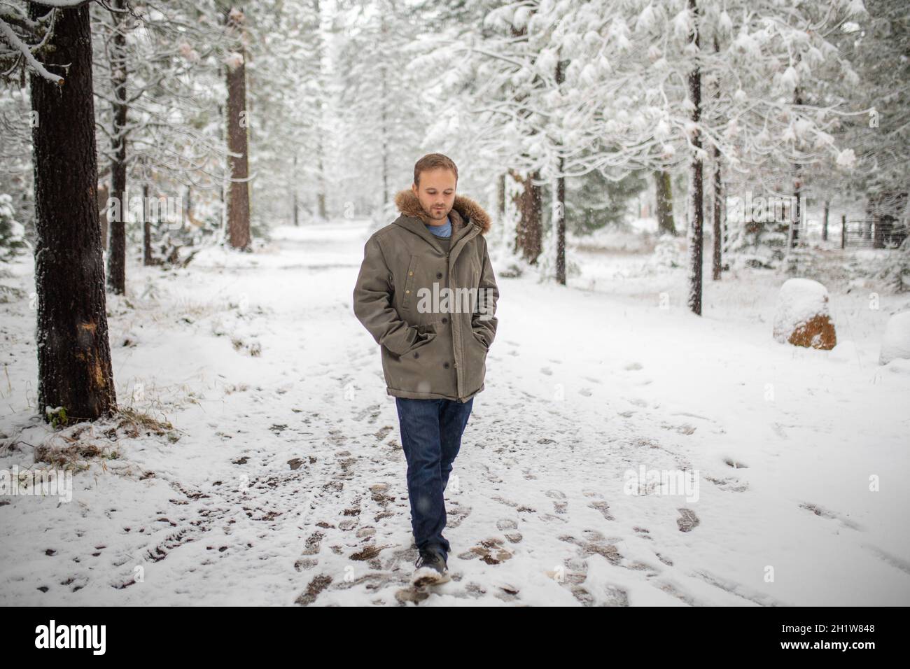 Mann, der ruhig mitten in einem wunderschönen verschneiten Wald spazierengeht. Ernst aussehender Mann, der während des Schneefalls von gefrorenen Kiefern umgeben ist. Erholsamer Winterurlaub Stockfoto