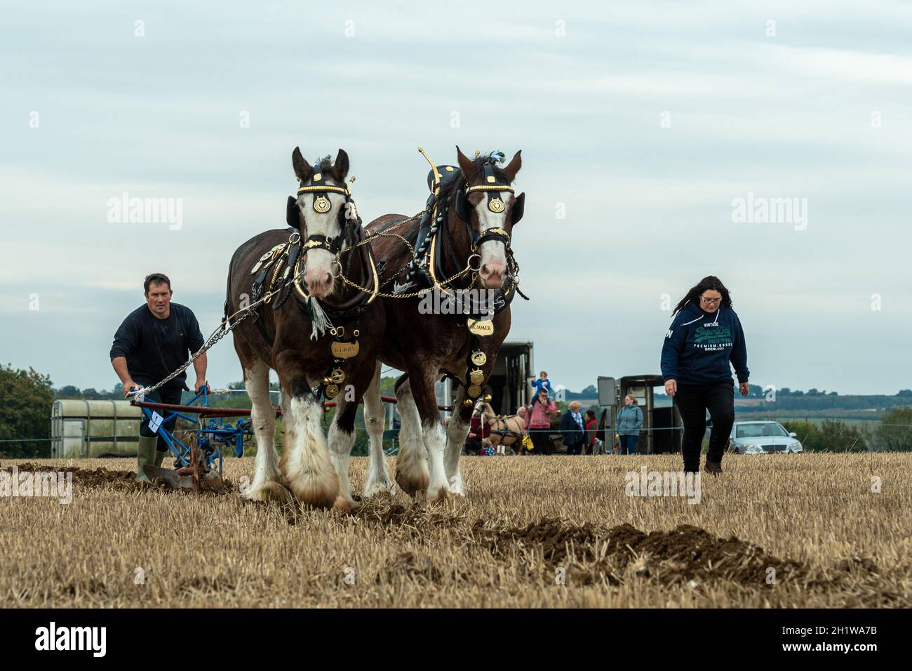 Heavy Horse Event, das große All England Pflügen Match in Droxford, Hampshire, England, Großbritannien, Oktober 2021 Stockfoto