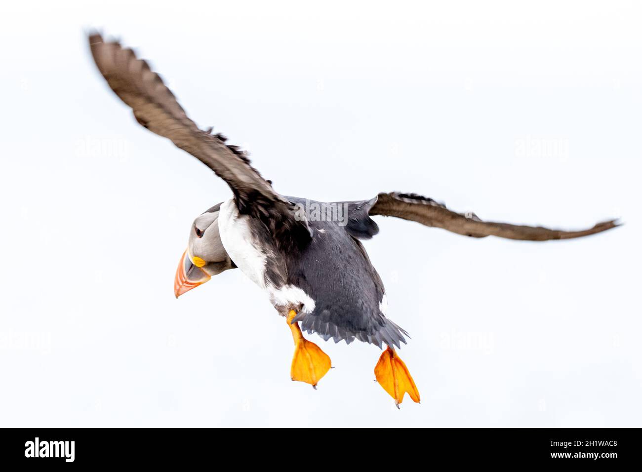 Lunga Papageitaucher Stockfoto