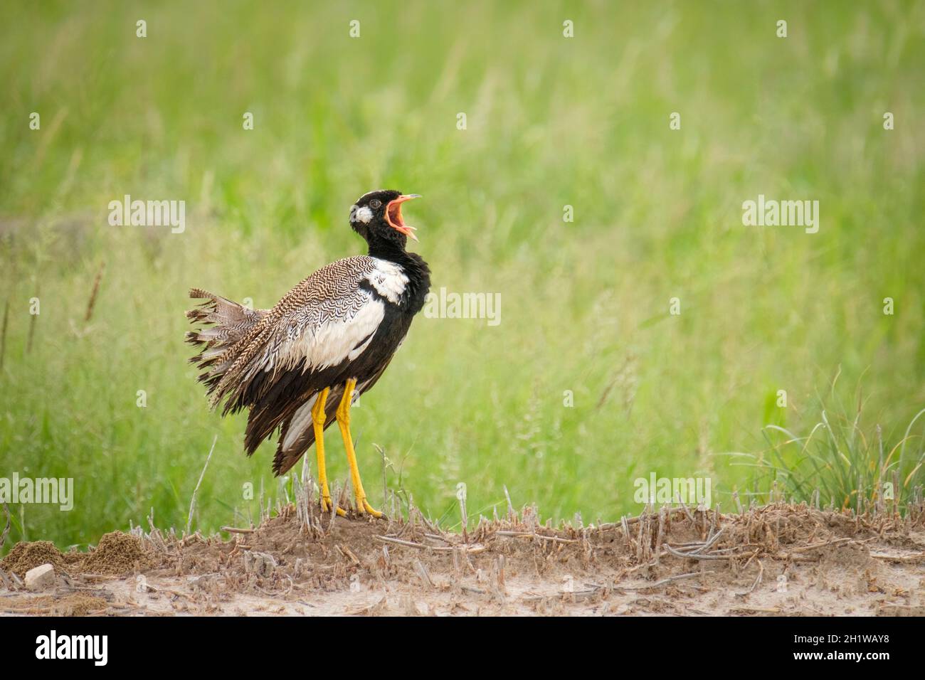 Nördlicher Schwarzer Korhaan (Afrotis afraoides) wird auch als White-Quilled Bustard bezeichnet, der Anrufe anzeigt. Etosha Nationalpark, Namibia, Afrika Stockfoto