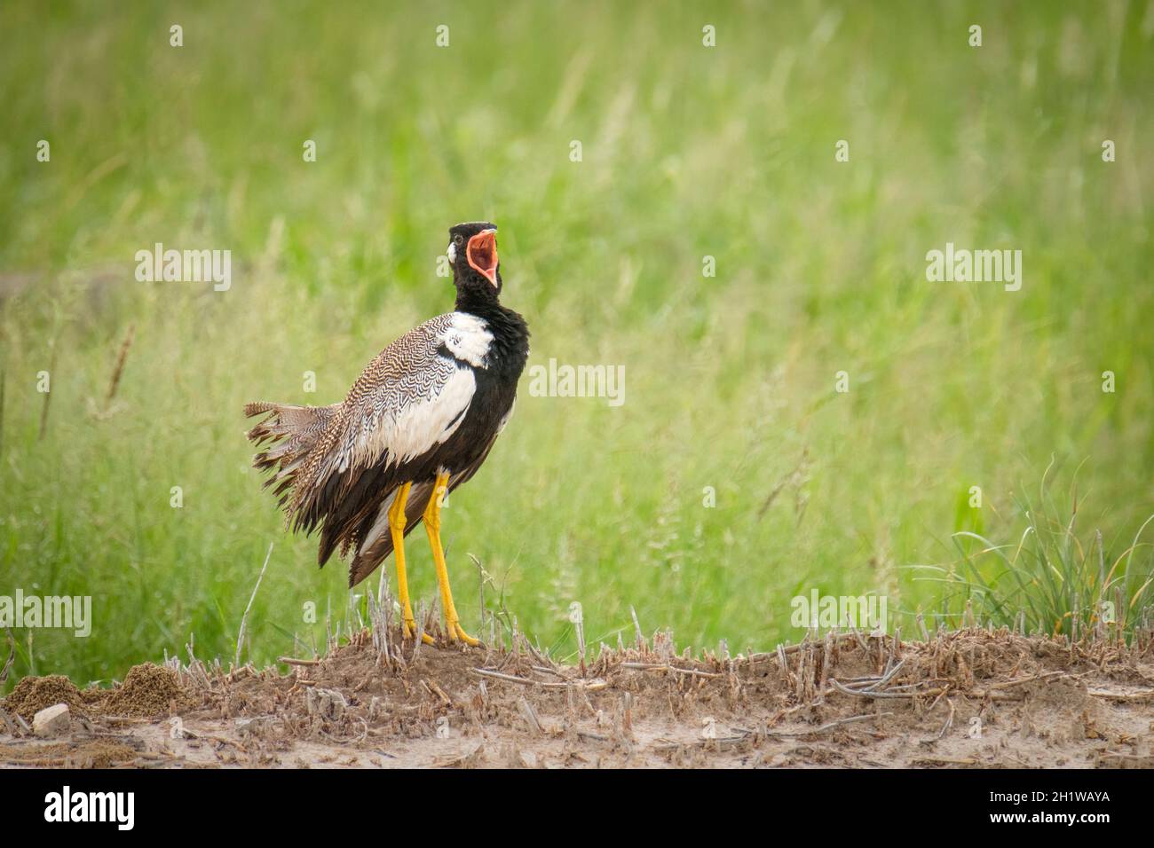 Nördlicher Schwarzer Korhaan (Afrotis afraoides) wird auch als White-Quilled Bustard bezeichnet, der Anrufe anzeigt. Etosha Nationalpark, Namibia, Afrika Stockfoto
