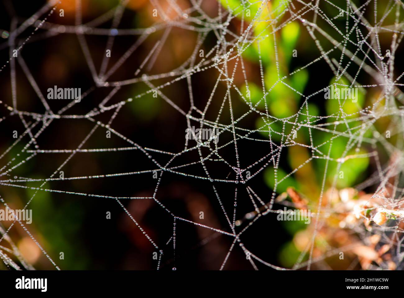spinnennetz mit Nebeltropfen am Morgen im Garten Stockfoto