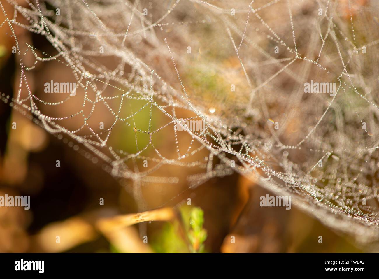 spinnennetz mit Nebeltropfen am Morgen im Garten Stockfoto