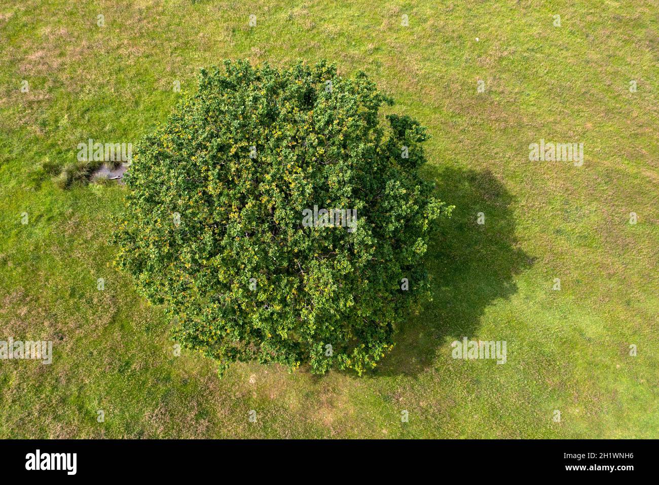 Drohne schoss im Richmond Park und schaute auf einen isolierten Baum in einem grünen Feld in London Stockfoto