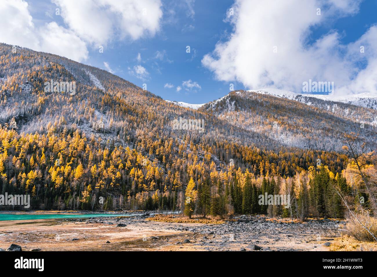 Herbstlandschaft des Flusses und des Waldes in Kanas, Provinz Xinjiang, China. Stockfoto