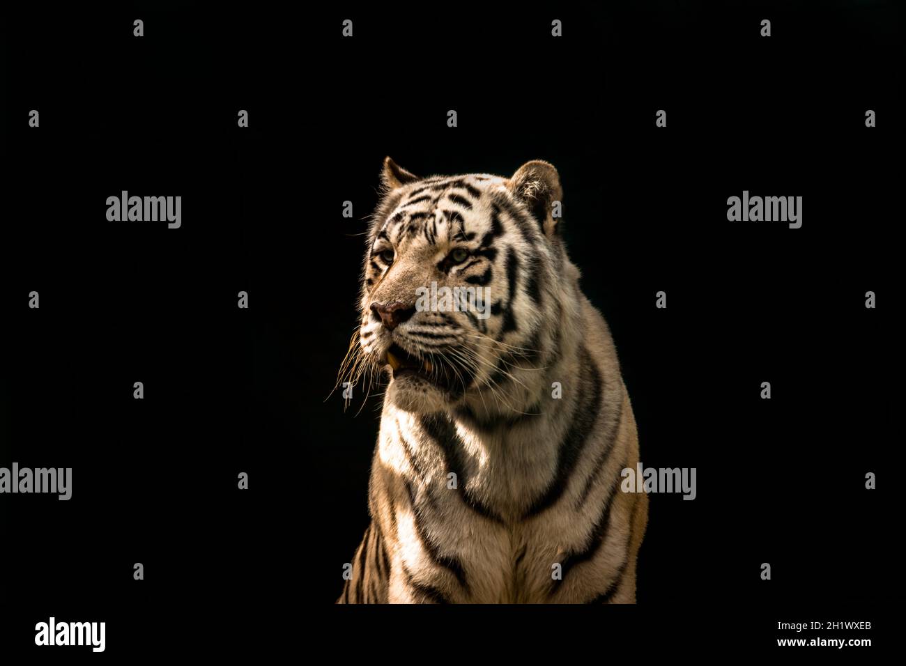 Weißer Tiger mit offenem Mund auf schwarzem Hintergrund. Das Symbol von 2022. Stockfoto