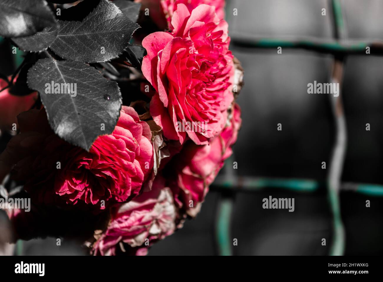 Rosa Rose Knospen vor dem Hintergrund eines dunklen düsteren Gitters. Stockfoto