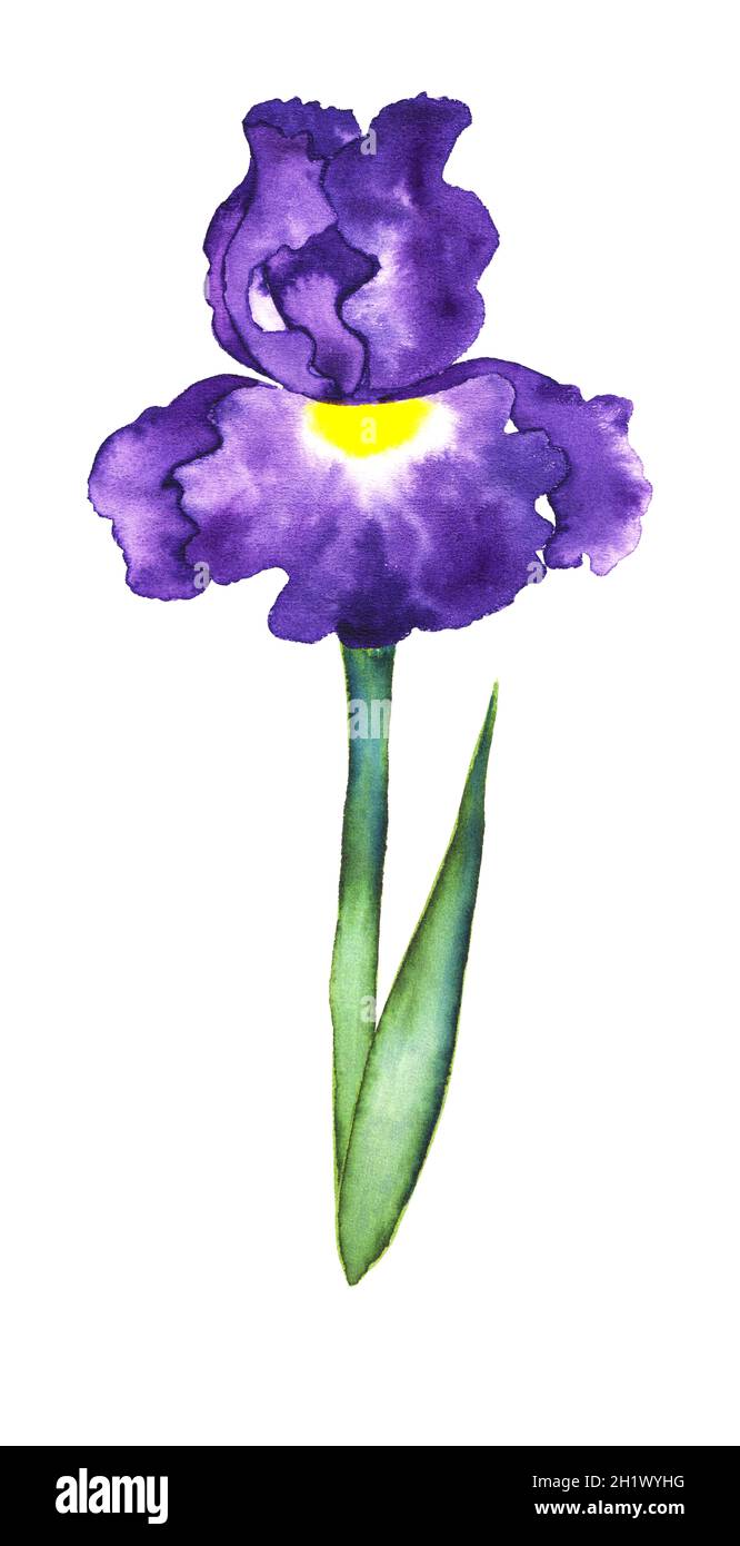 Schöne stilisierte Irisblume, Aquarell auf weißem Hintergrund Stockfoto