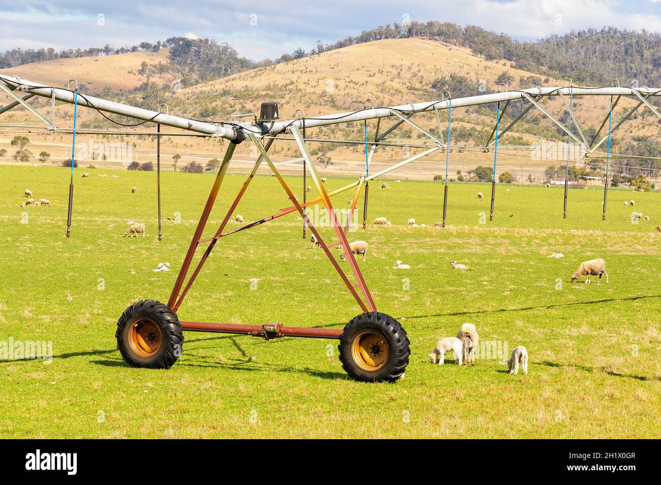 Grasende Schafe und ein zentrisches Bewässerungssystem - Scamander, Tasmanien, Australien Stockfoto