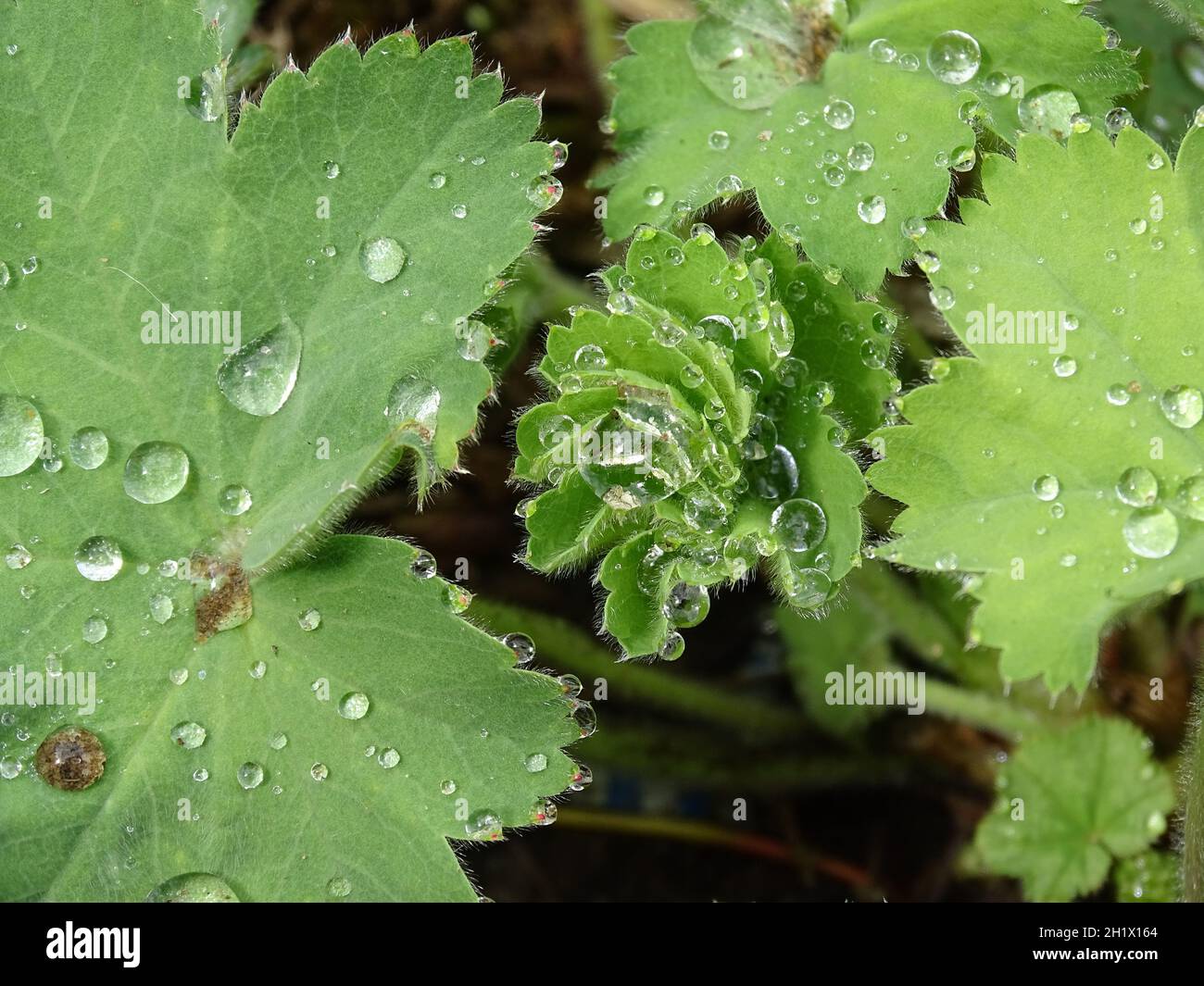Nahaufnahme der Blätter des Damenmantels (Alchemilla mollis 'Robustica) mit Regentropfen auf ihnen Stockfoto