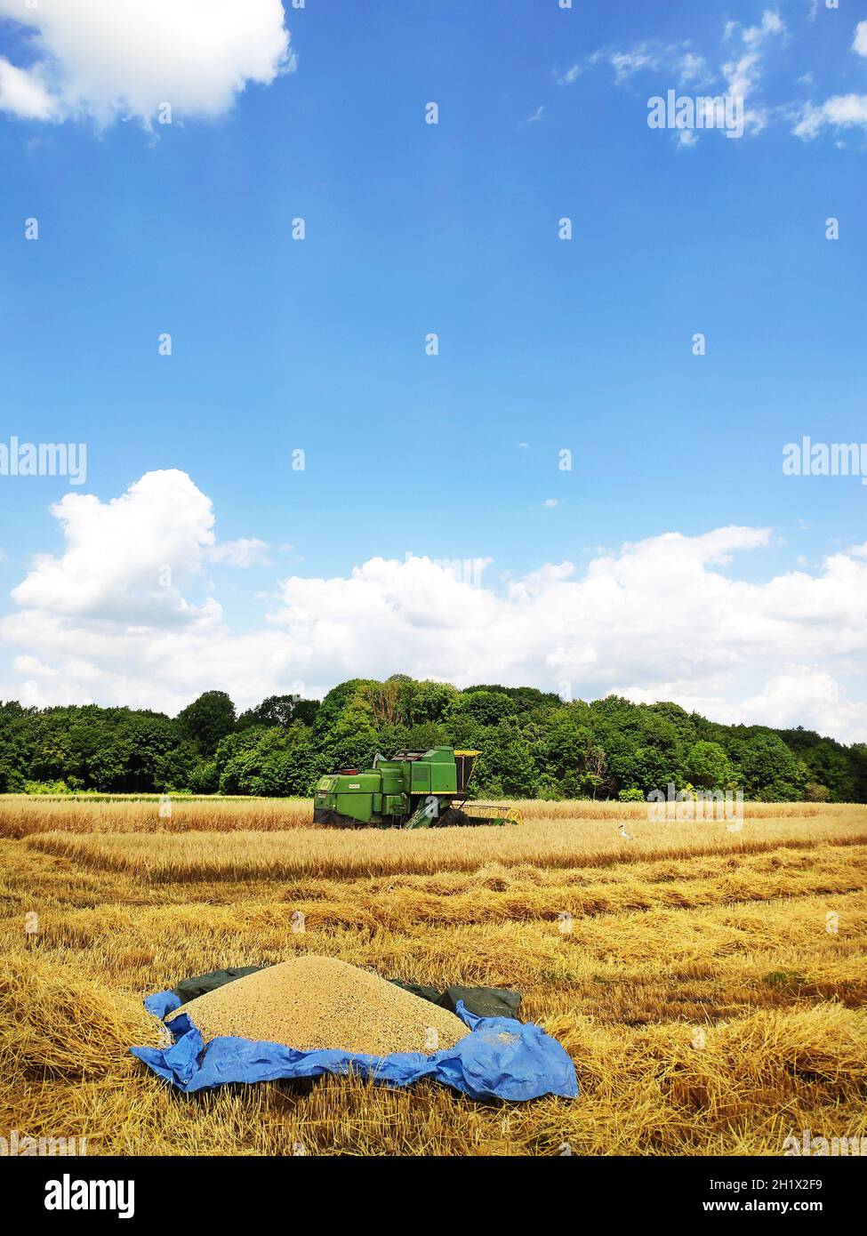 Ein moderner Mähdrescher arbeitet auf einem Weizenfeld, Ernte, landwirtschaftliche Flächen. Die erste Portion Weizen liegt auf einer Plane Stockfoto