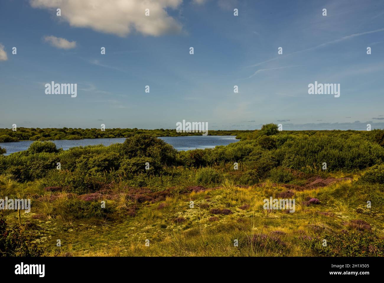 Texel, Niederlande. September 2021. Dünenlandschaft mit Heidekraut auf der Insel Texel. Hochwertige Fotos Stockfoto