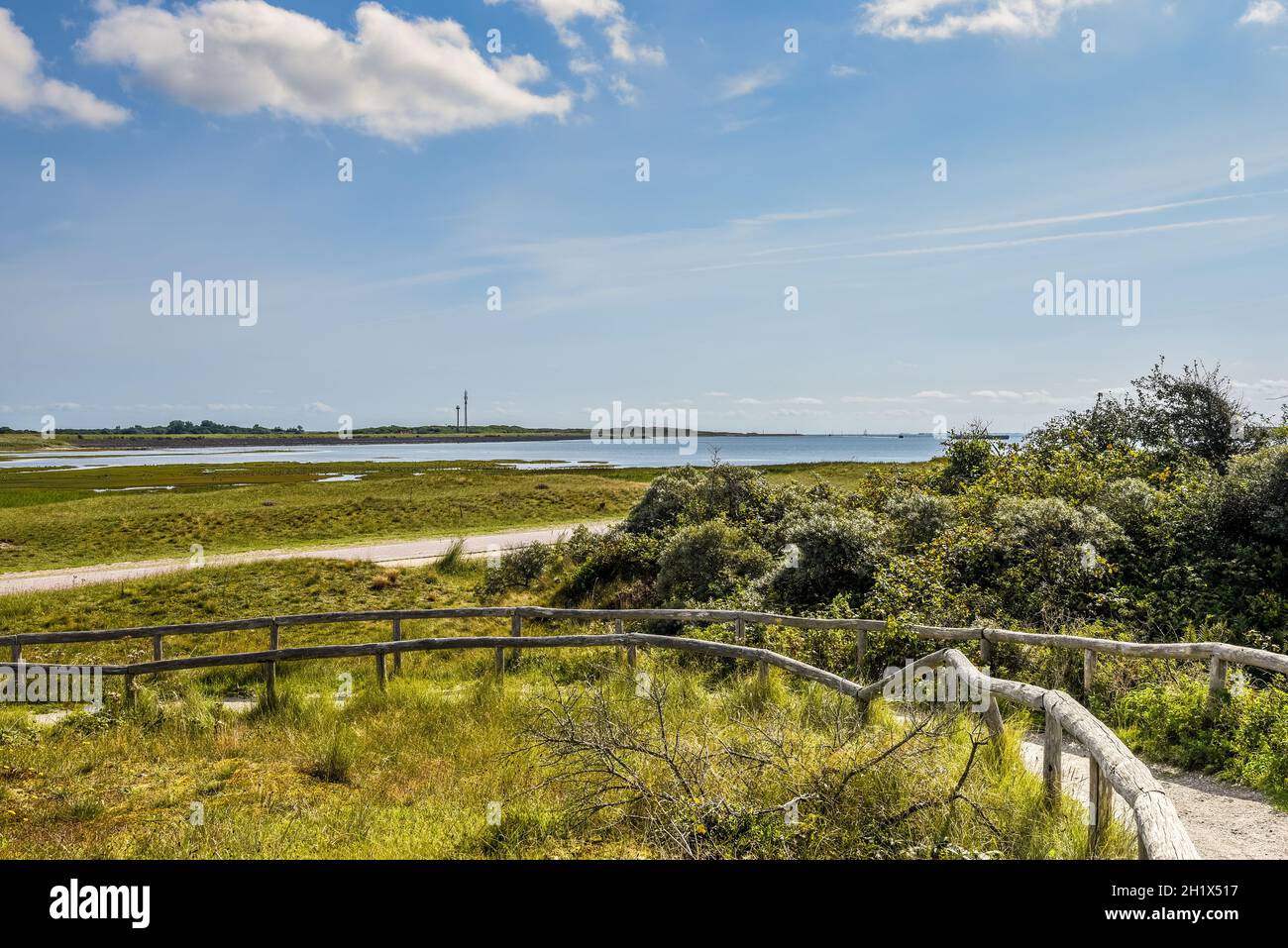 Texel, Niederlande. September 2021. Dünenlandschaft mit Heidekraut auf der Insel Texel. Hochwertige Fotos Stockfoto