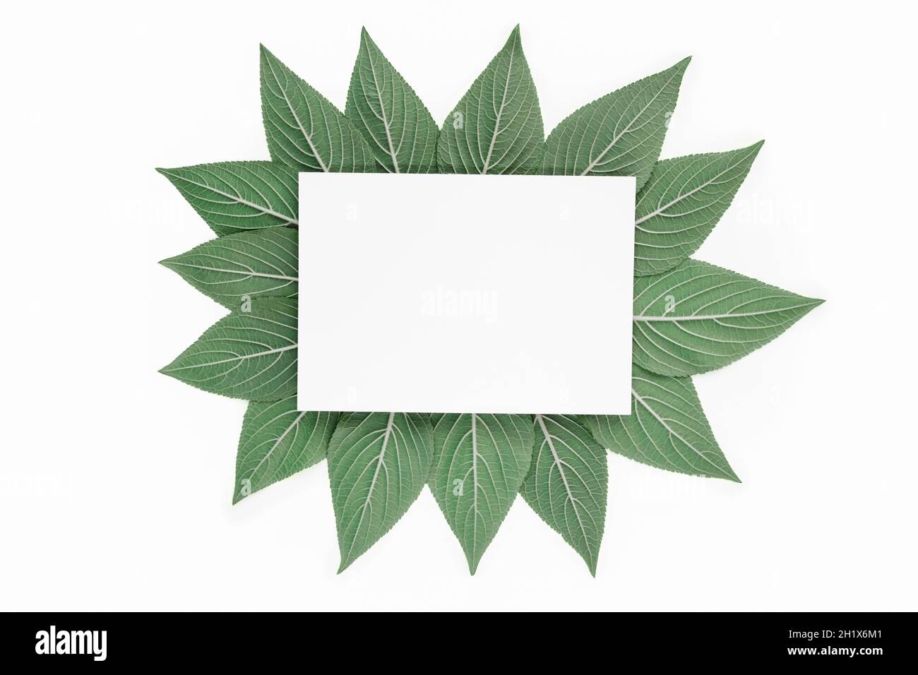 Kreative grüne Ananas Salbeiblatt Rahmen auf weißem Papier Hintergrund isoliert. Flach liegend Stockfoto