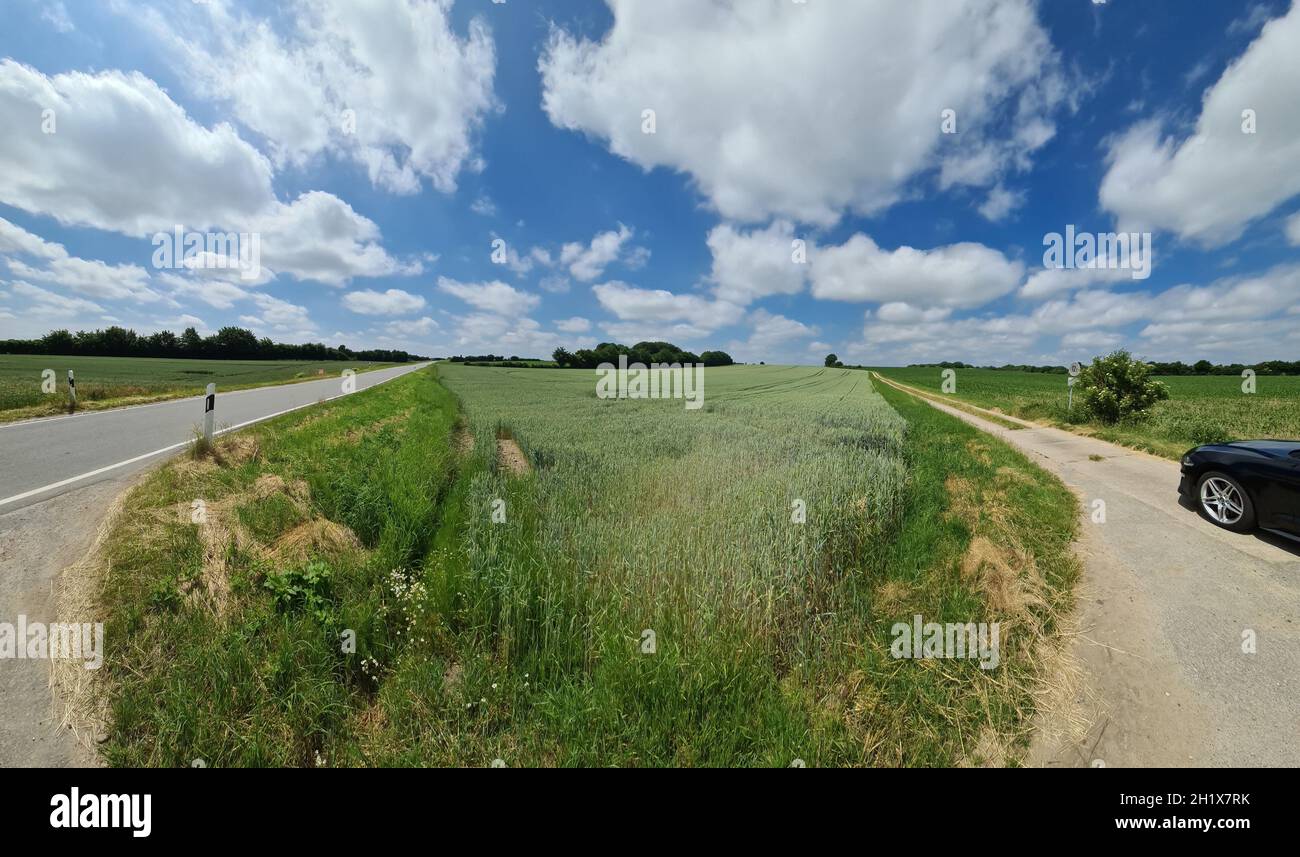 Schönes hochauflösendes Panorama einer nordeuropäischen Landstraße mit Feldern und grünem Gras. Stockfoto