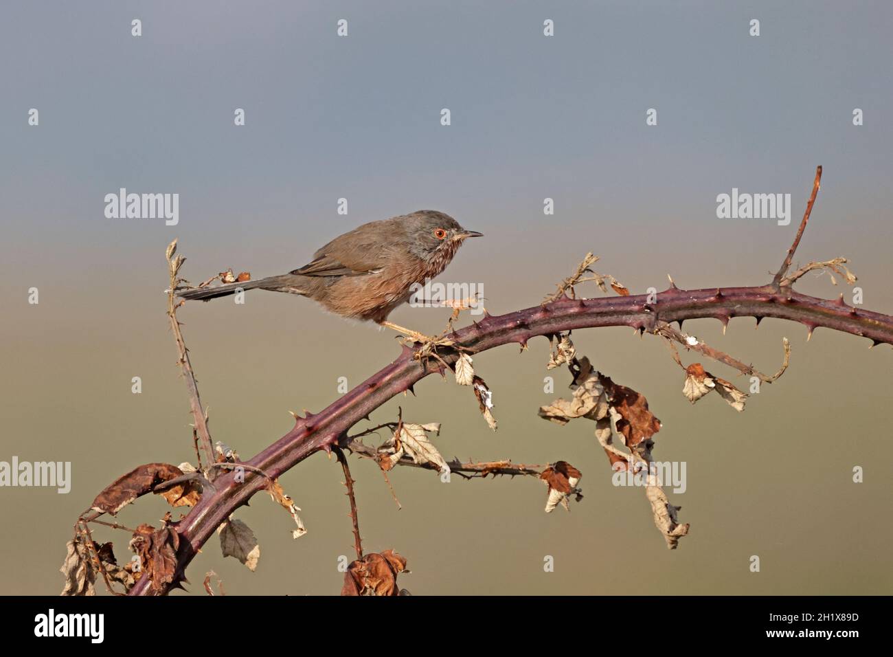 Dartford Warbler im RSPB Minsmere Reserve Suffolk Stockfoto