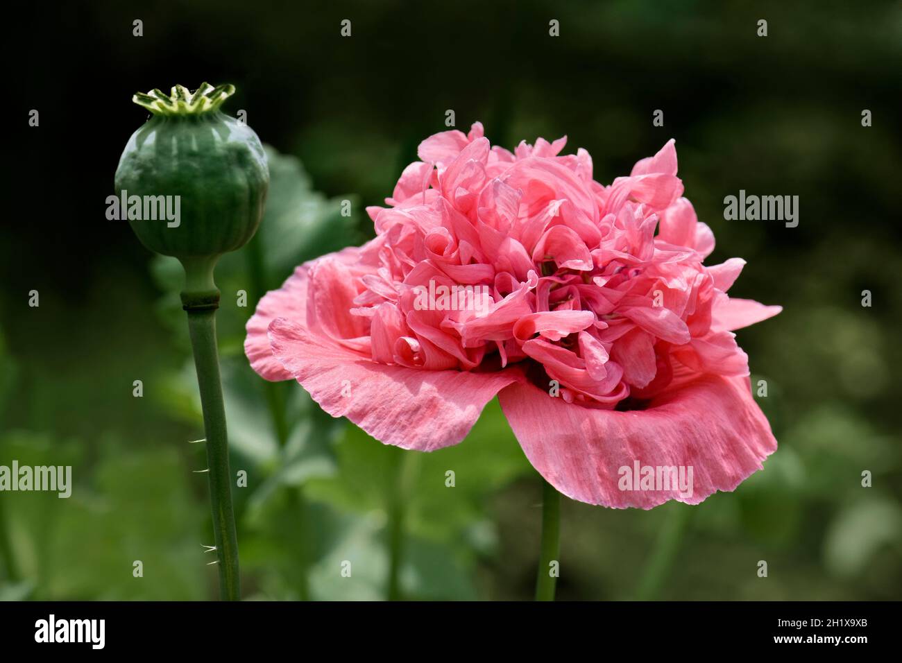 Doppelblumenkopf Riese Mohnblumen in rosa Stockfoto