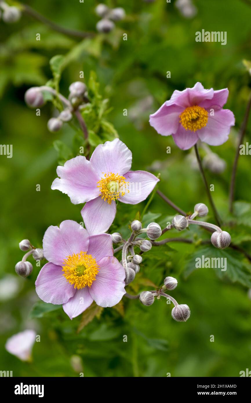 Schöne blassrosa japanische Anemone blüht im Sommer Stockfoto