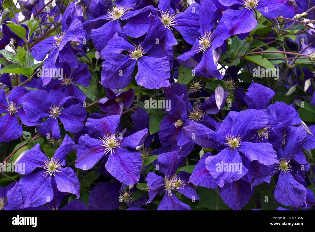 Schöne tiefviolett blühende Clematis. Jackmanii mit 4 Blütenblättern Stockfoto