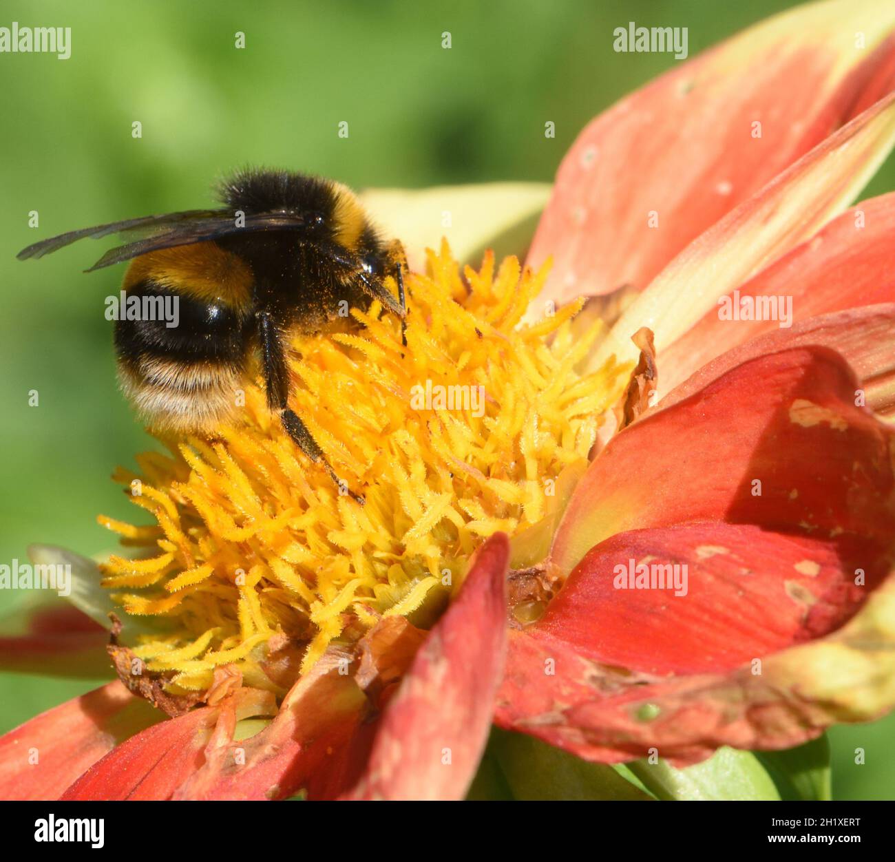Eine Hummel oder eine große Erdhummel (Bombus terrestris) hält in einer orange und gelb offenen, blühenden Dahlia-Blume Nektar und Pollen auf Stockfoto