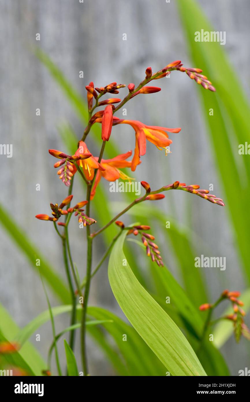 Blühende Crocosmia (montbretia) im Sommer Stockfoto