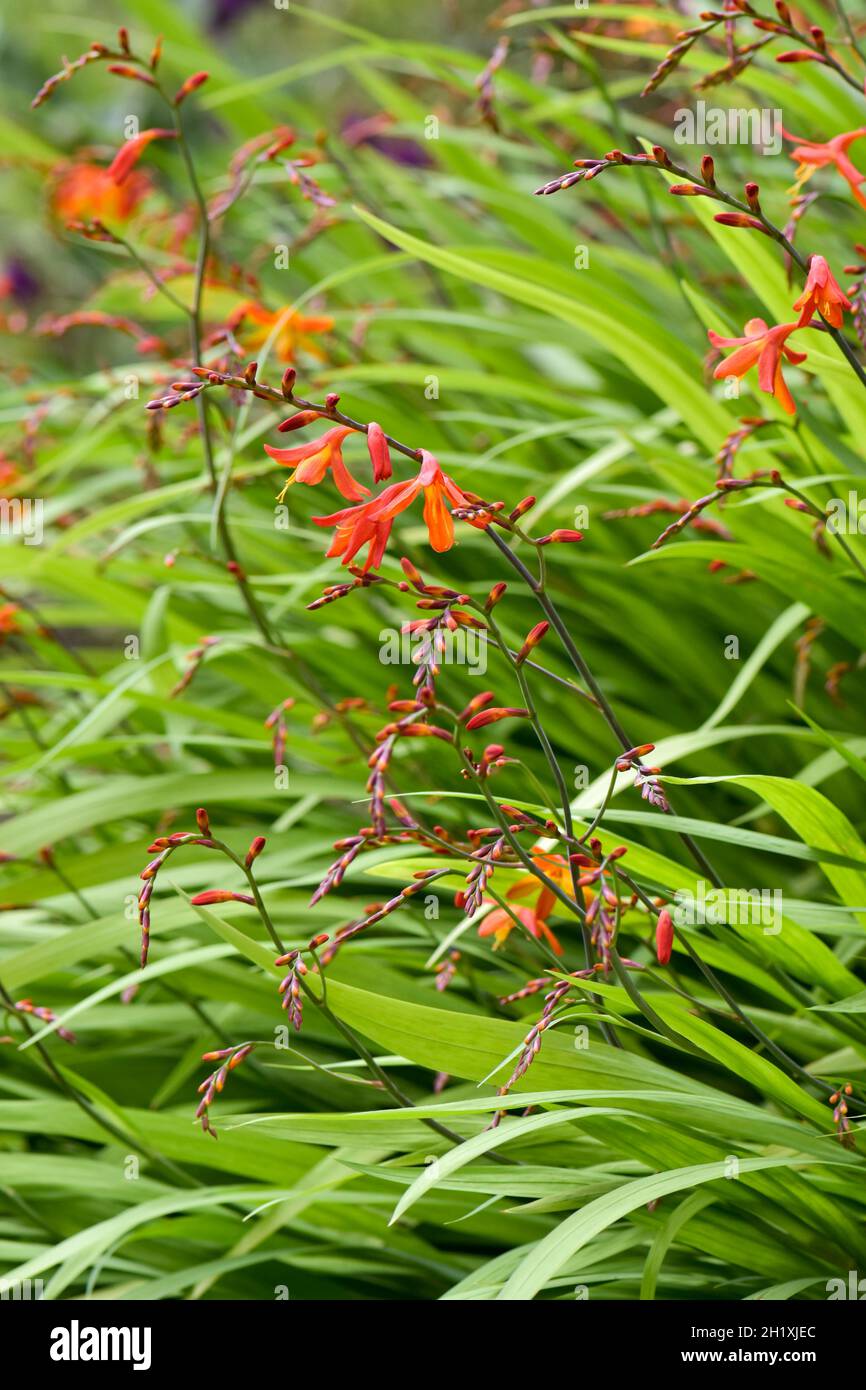 Blühende Crocosmia (montbretia) im Sommer Stockfoto