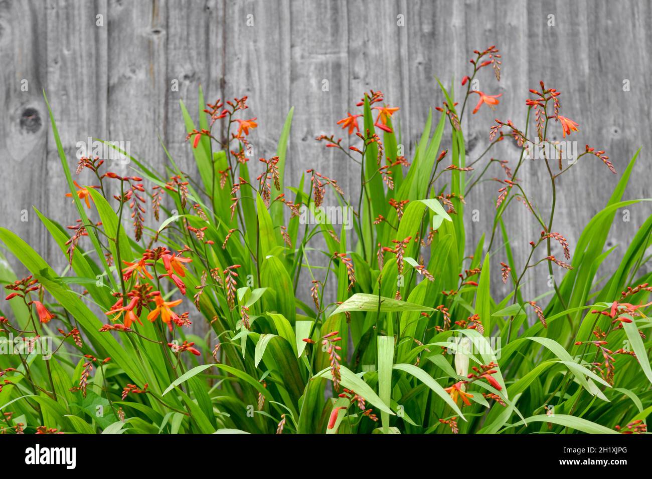 Blühende Crocosmia (montbretia) im Sommer Stockfoto