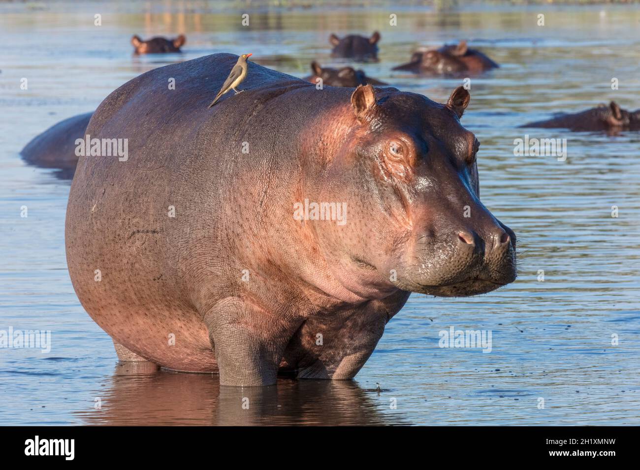 Gewöhnlicher Nilpferd oder Nilpferd (Hippopotamus amphibius) und Rotschnabelockler (Buphagus erythorhynchus). Okavango-Delta. Botswana Stockfoto