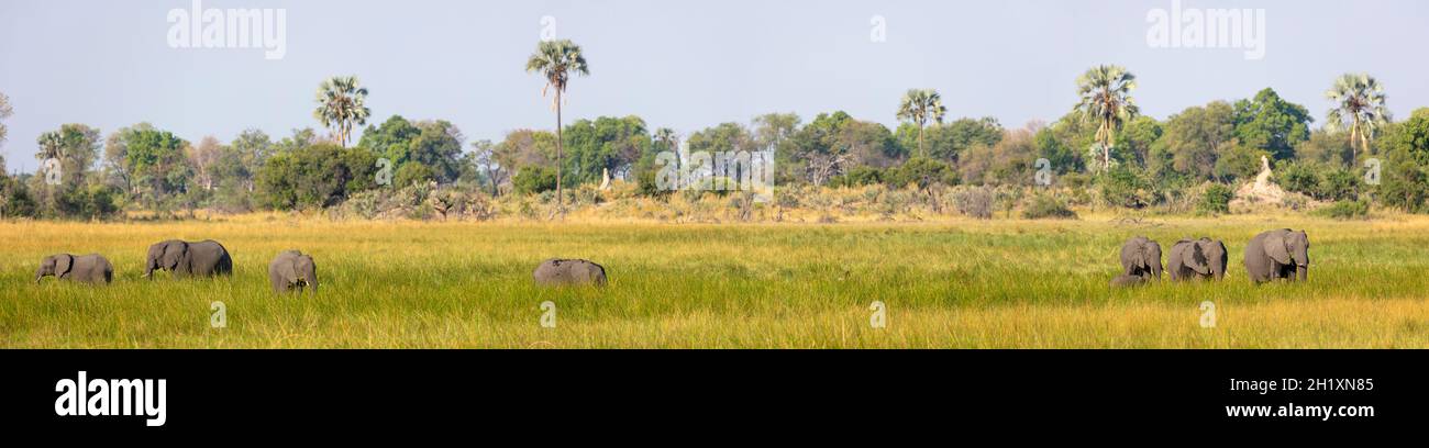 Afrikanische Buschelefanten (Loxodonta africana) füttern Herde in Feuchtgebieten. Okavango-Delta. Botswana Stockfoto