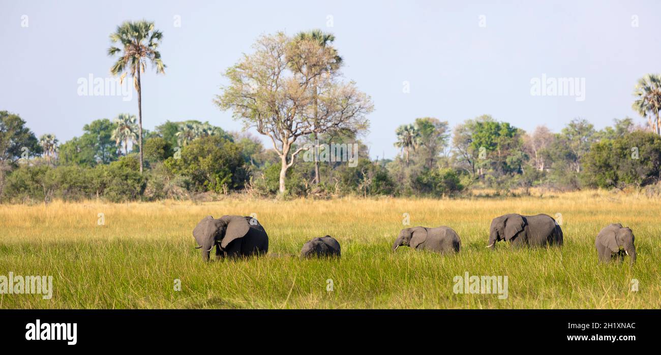 Afrikanische Buschelefanten (Loxodonta africana) füttern Herde in Feuchtgebieten. Okavango-Delta. Botswana Stockfoto