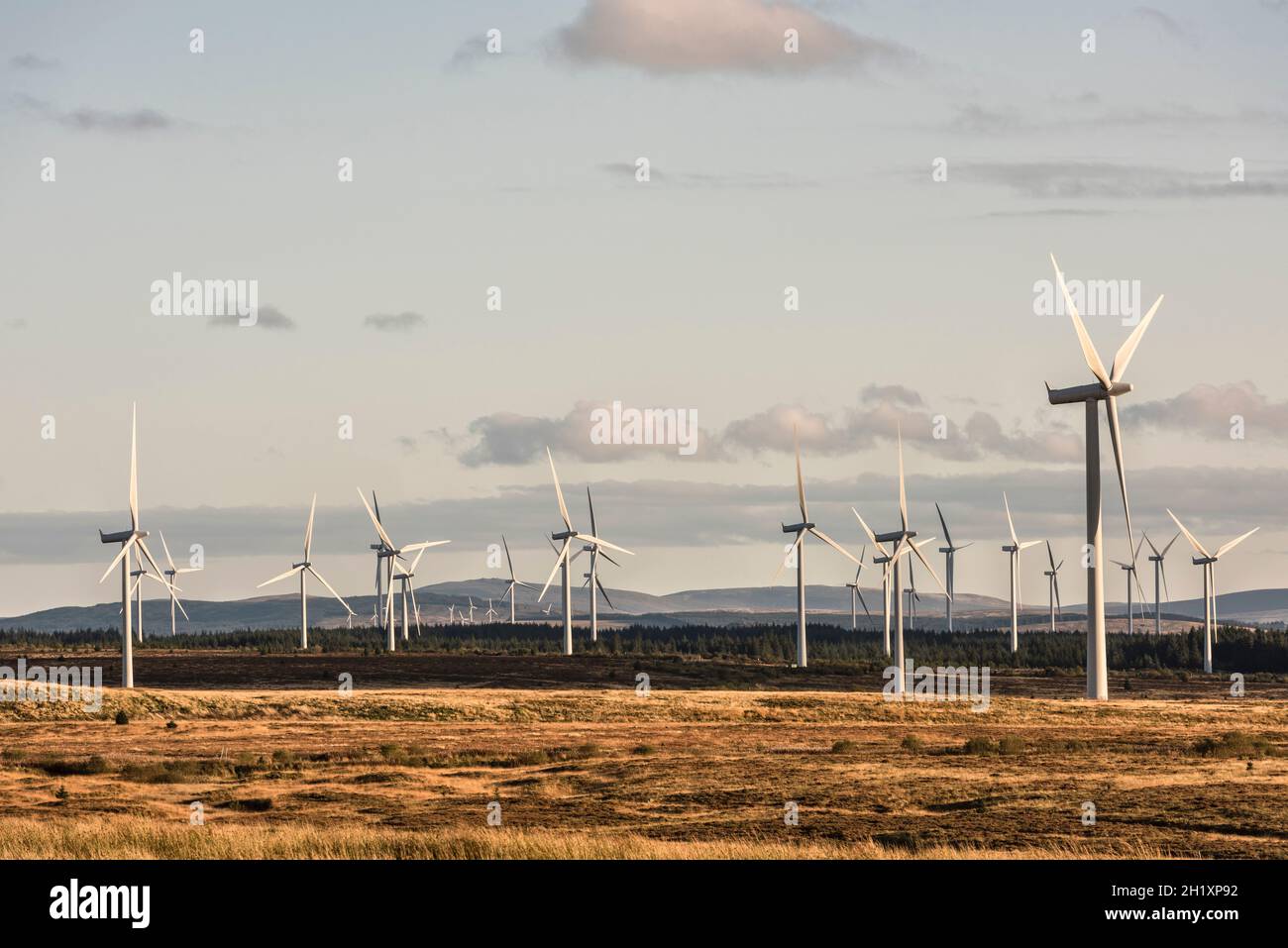 Einige der 215 Windenergieanlagen im Whitelee Windpark auf Eaglesham Moor in der Nähe von Glasgow, Schottland, Großbritannien, dem größten Onshore-Windpark Großbritanniens Stockfoto