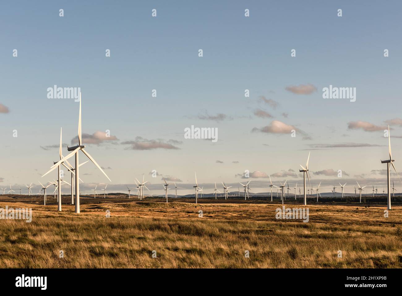 Einige der 215 Windenergieanlagen im Whitelee Windpark auf Eaglesham Moor in der Nähe von Glasgow, Schottland, Großbritannien, dem größten Onshore-Windpark Großbritanniens Stockfoto