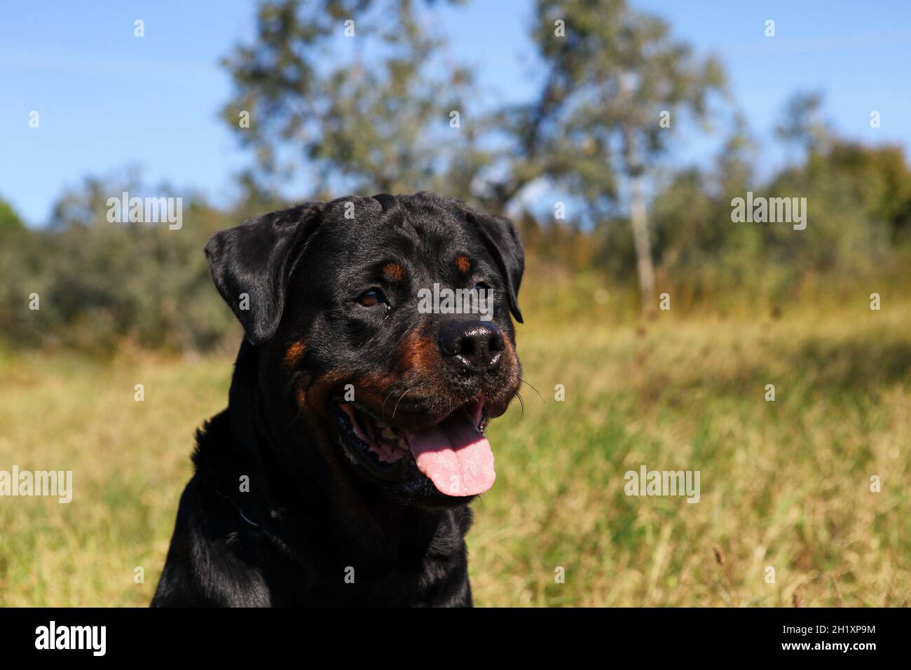 Schwarzer reinrassiger Rottweiler Hund im Garten Stockfoto