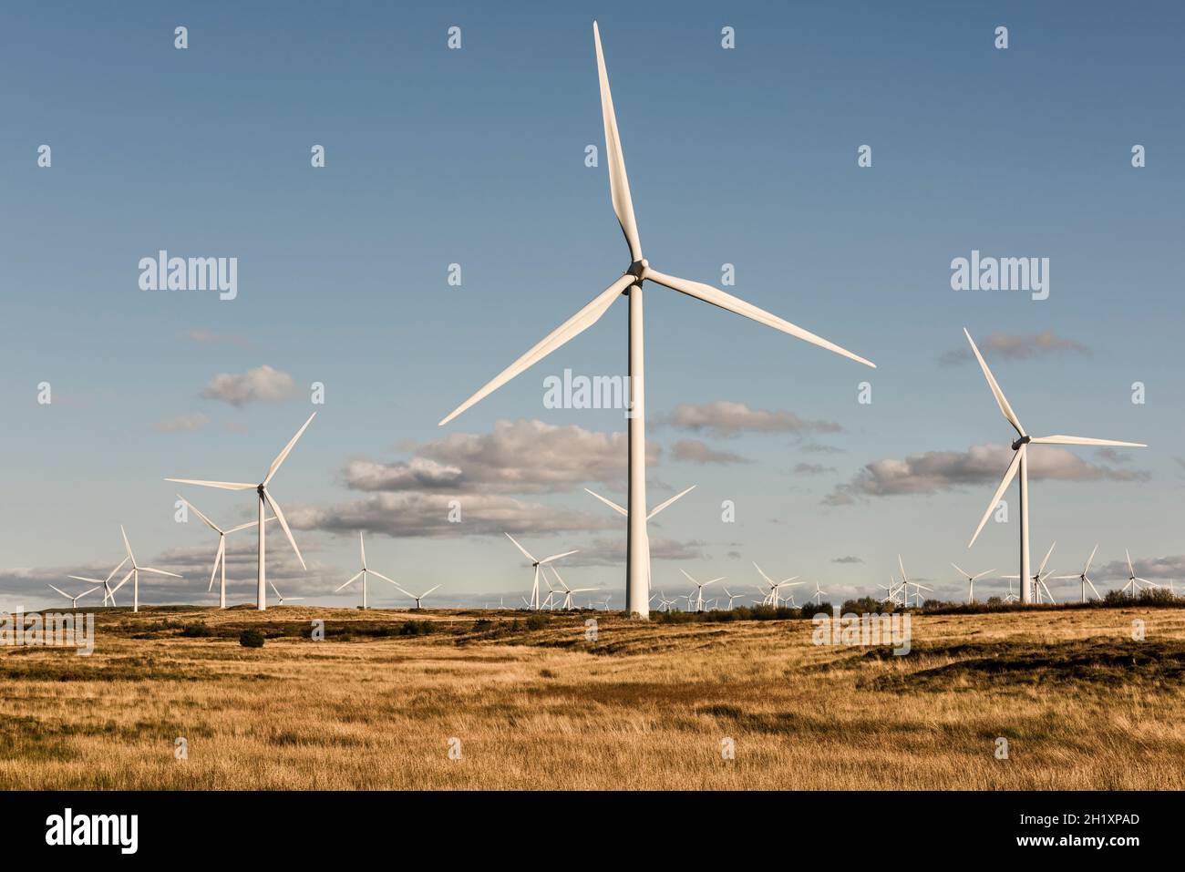 Einige der 215 Windenergieanlagen im Whitelee Windpark auf Eaglesham Moor in der Nähe von Glasgow, Schottland, Großbritannien, dem größten Onshore-Windpark Großbritanniens Stockfoto