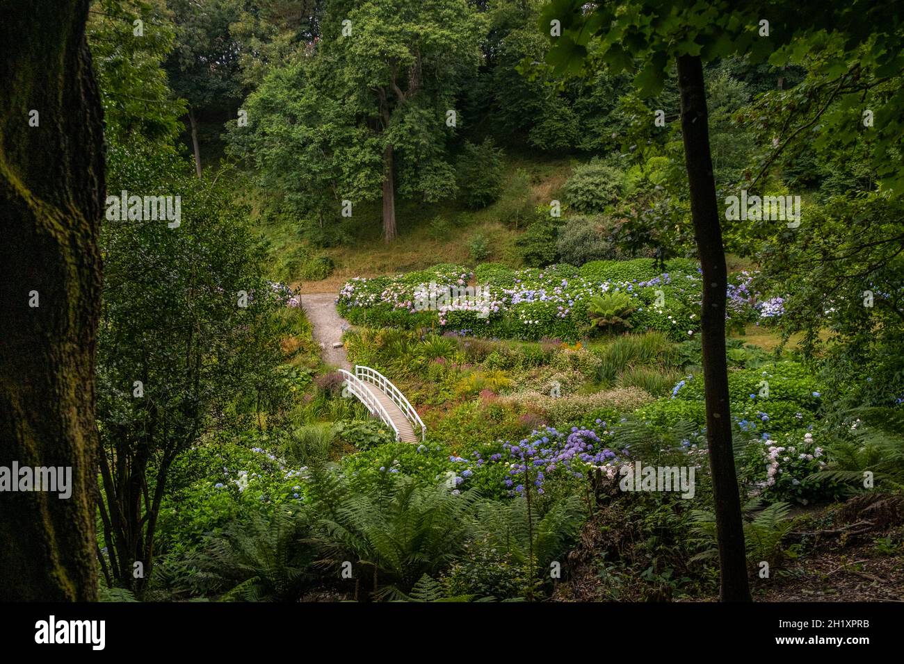 Ein Blick vom High Hex Pfad über die Mallard Bridge im Hydrangea Valley in den subtropischen Trebah Gardens in Cornwall. Stockfoto