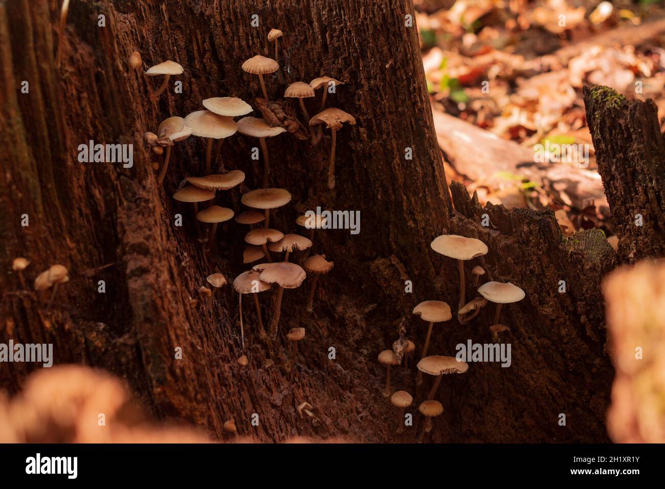 Gruppe von nicht essbaren Pilzen, die auf einem Baumstamm wachsen. Laub auf dem Hintergrund. Herbst, Herbst. Stockfoto